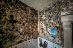 IMG_20250208_104255_47