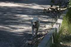 Einer der vielen frei lebenden Hunde